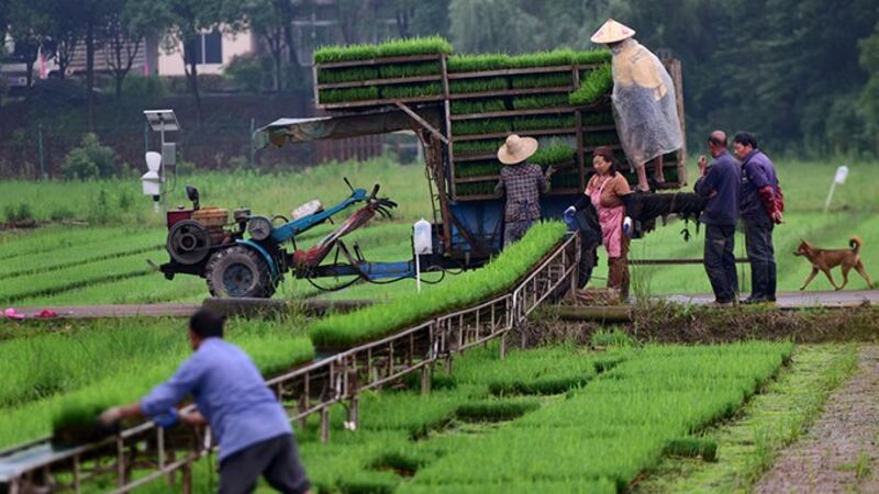 中国大陆田园景像。(路透社)