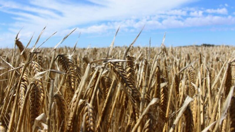 中国减少从澳大利亚进口大麦,但是澳大利亚很幸运很快就找到了替代的买家沙特阿拉伯,所以大麦并没有受中国制裁影响。(路透社)