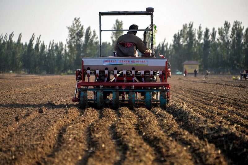 山东省聊城农民驾驶农机在田间播种小麦。(法新社)