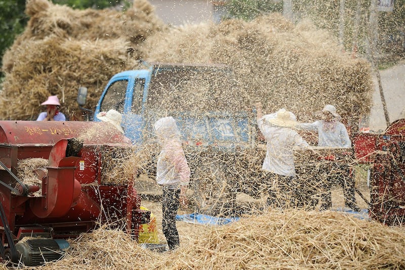 山东枣庄的农民正在脱粒新收获的小麦（路透社）