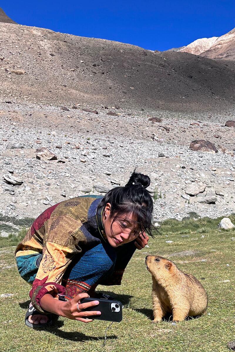 喜马拉雅旱獭 土拨鼠