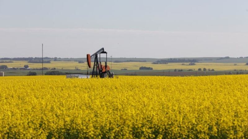 中国2019年禁止加拿大油菜籽进口,但后来在猪瘟后急需油菜籽作猪饲料,向加拿大买超。图为加拿大的油菜田。(路透社)